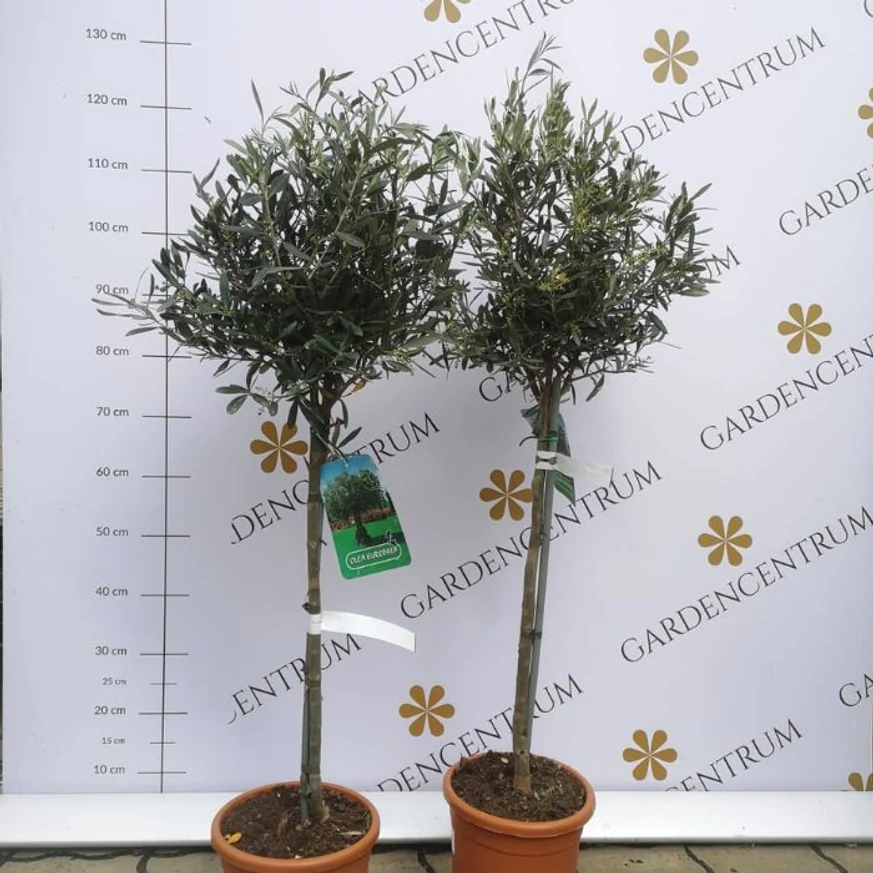 Olea europea MT50 - Olajfa