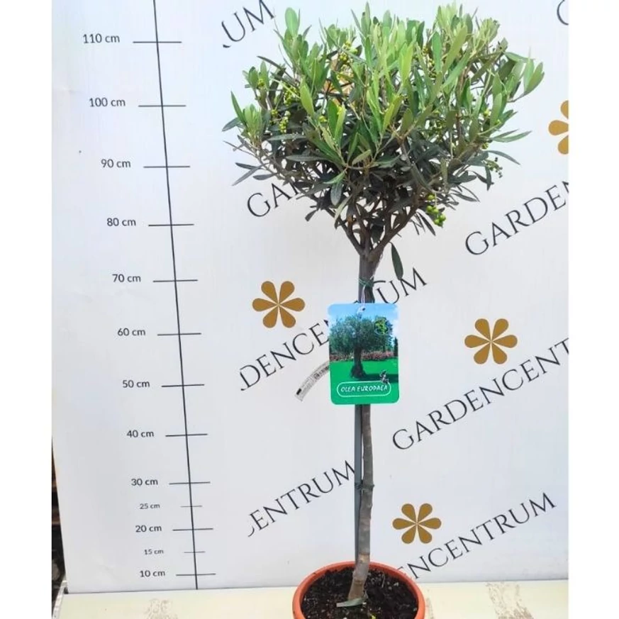 Olea europea MT50 - Olajfa