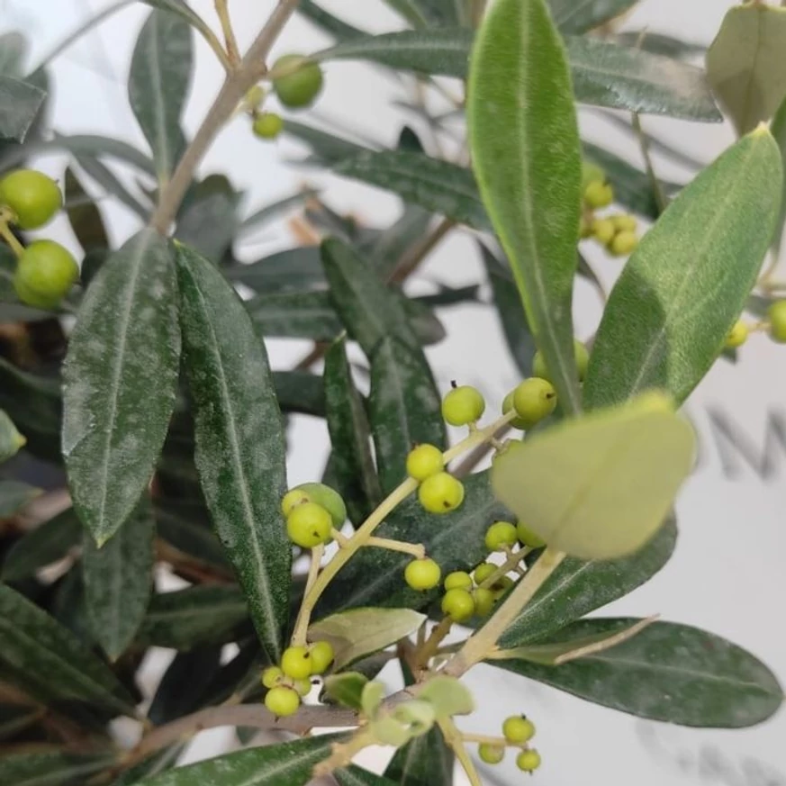Olea europea MT50 - Olajfa