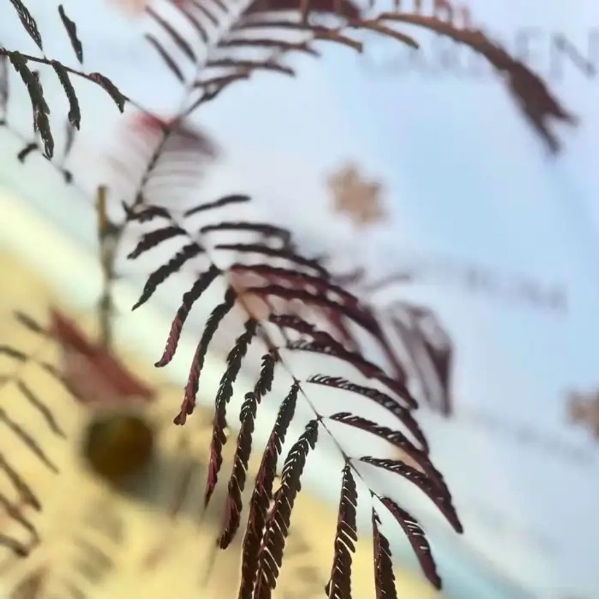 Albizia julibrissin Summer Chocolate - Csoki selyemakác
