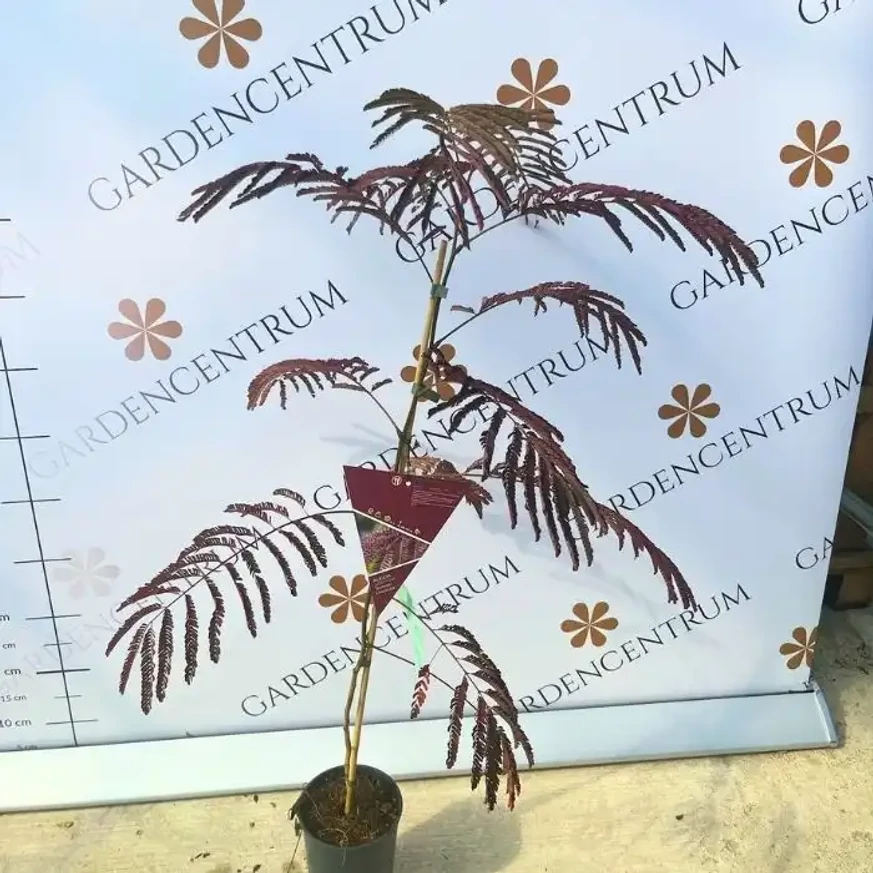 Albizia julibrissin Summer Chocolate növényünk kinézete és mérete.