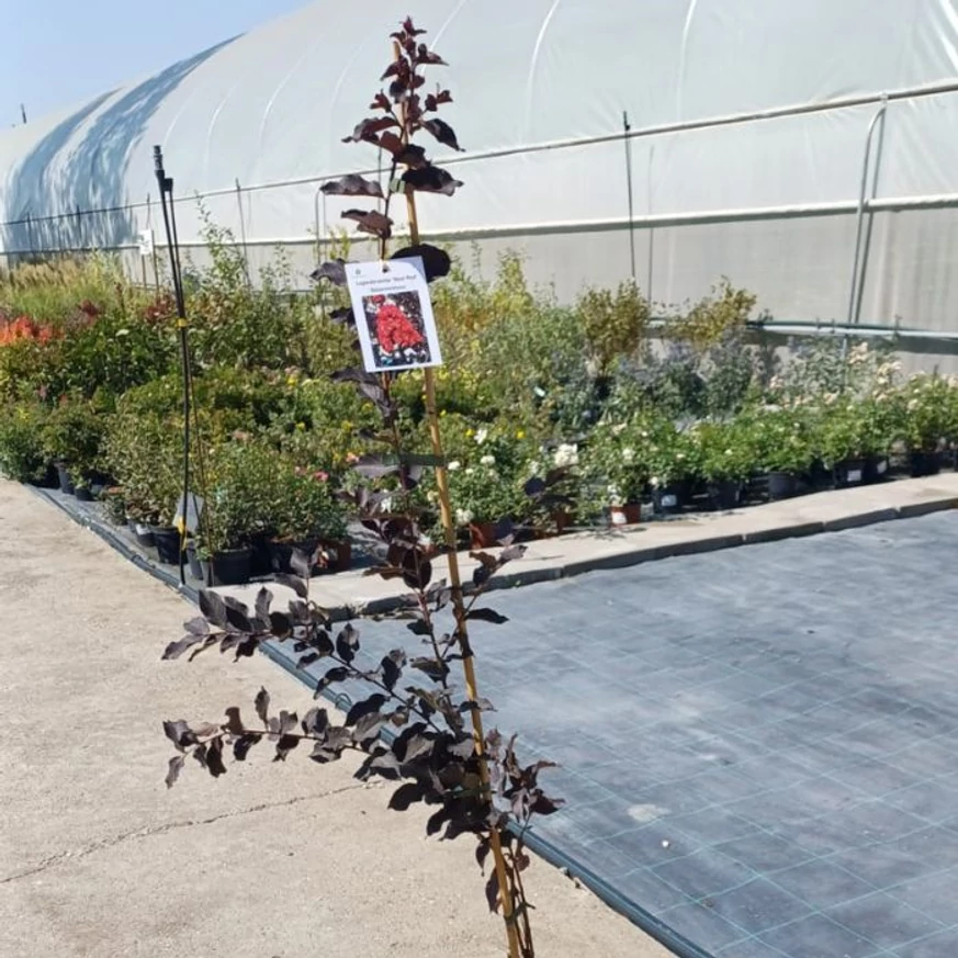 Lagerstroemia MIX - Selyemmirtusz színkeverék