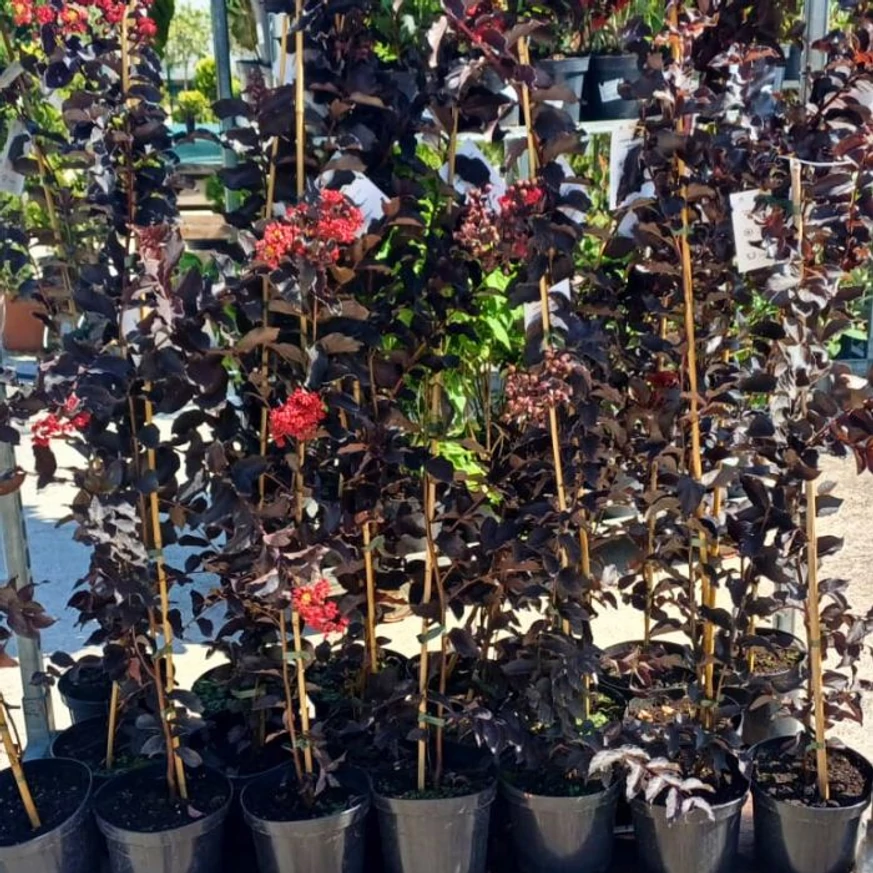 Lagerstroemia MIX - Selyemmirtusz színkeverék