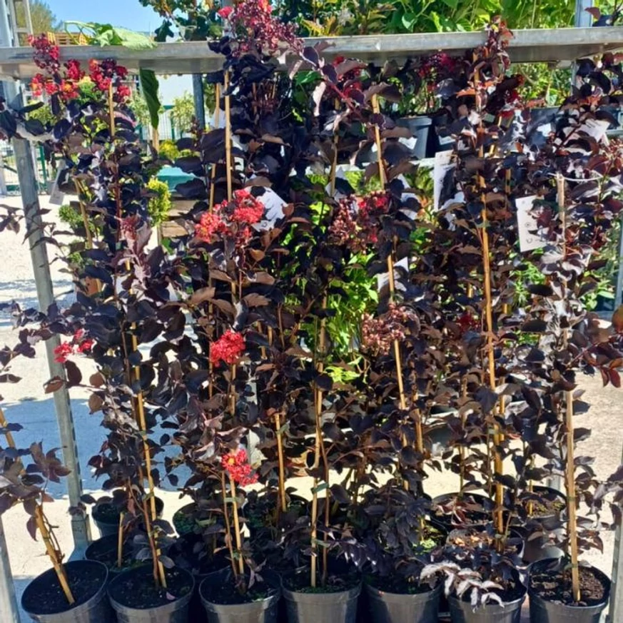 Lagerstroemia MIX - Selyemmirtusz színkeverék