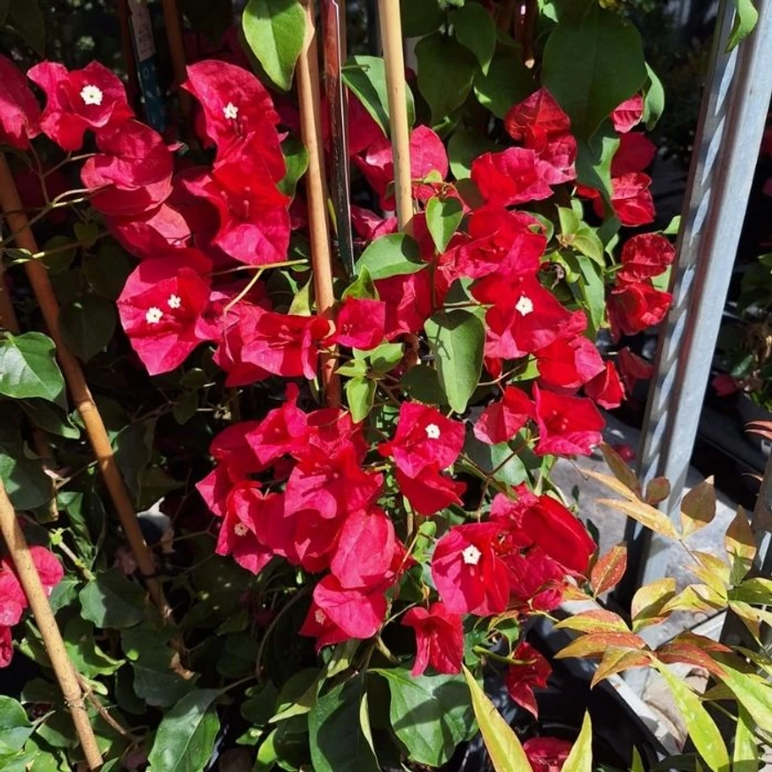 Bougainvillea XL - Murvafürt