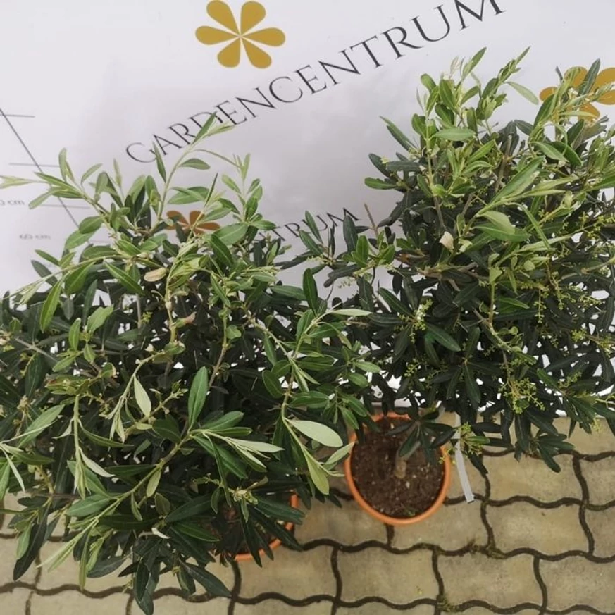 Olea europea MT50 - Olajfa