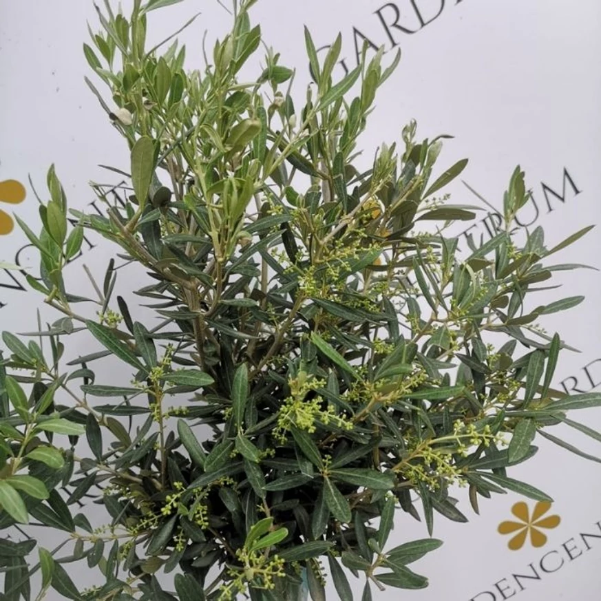 Olea europea MT50 - Olajfa