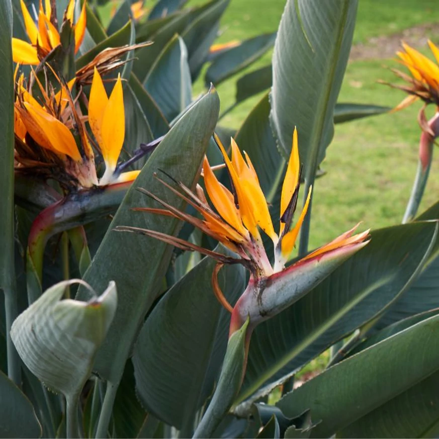 Strelitzia reginae CS17 - Pompás papagájvirág