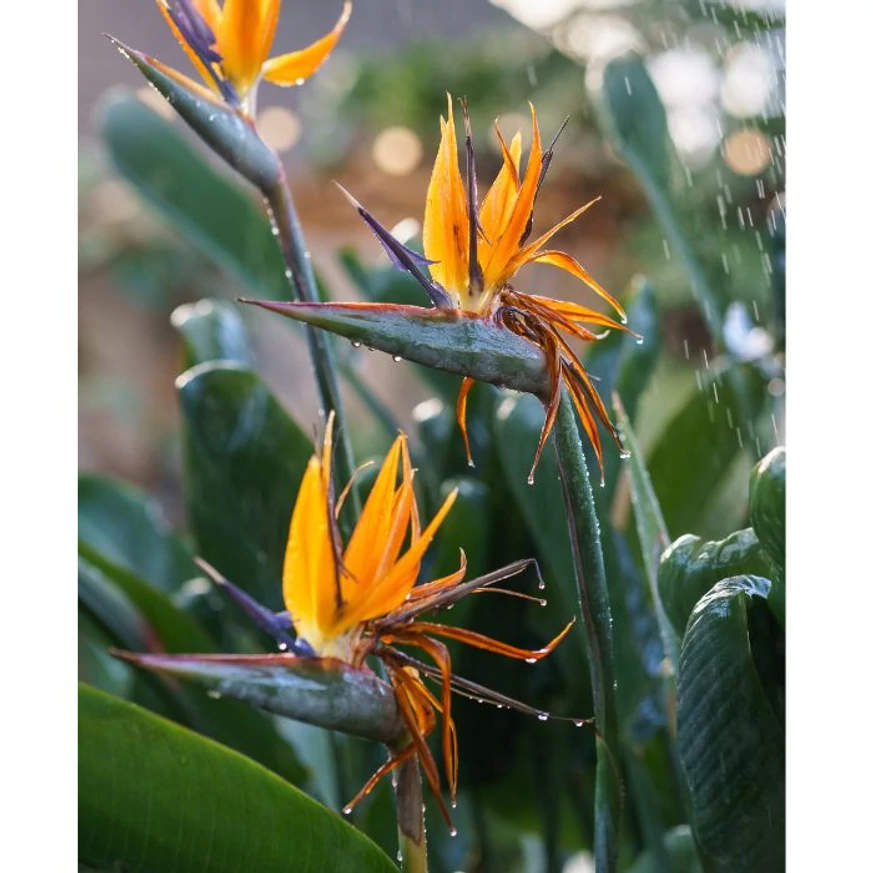 Strelitzia reginae CS17 - Pompás papagájvirág