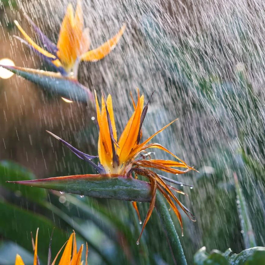 Strelitzia reginae CS17 - Pompás papagájvirág