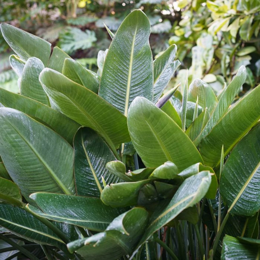 Strelitzia reginae CS17 - Pompás papagájvirág