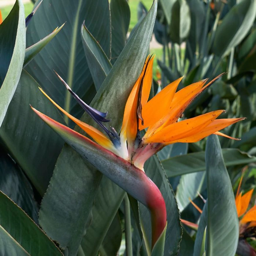 Strelitzia reginae CS17 - Pompás papagájvirág