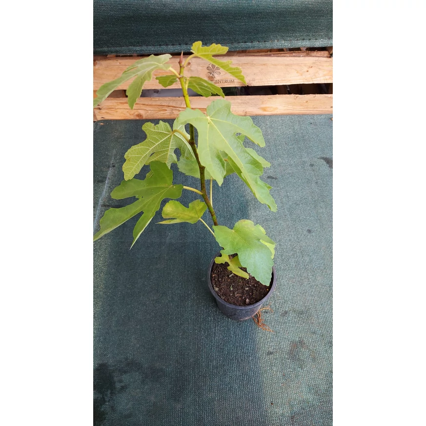 Ficus carica Bagladi K3 -  Füge