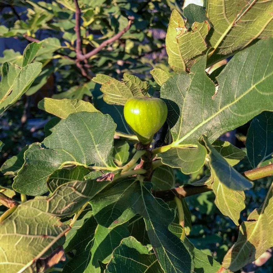 A török füge hajtása, éretlen gyümölcse.