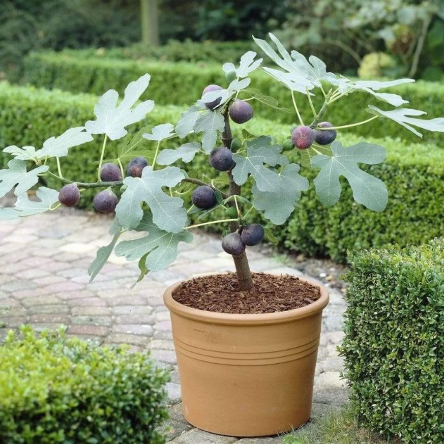 Ficus carica Brown Turkey - Török füge