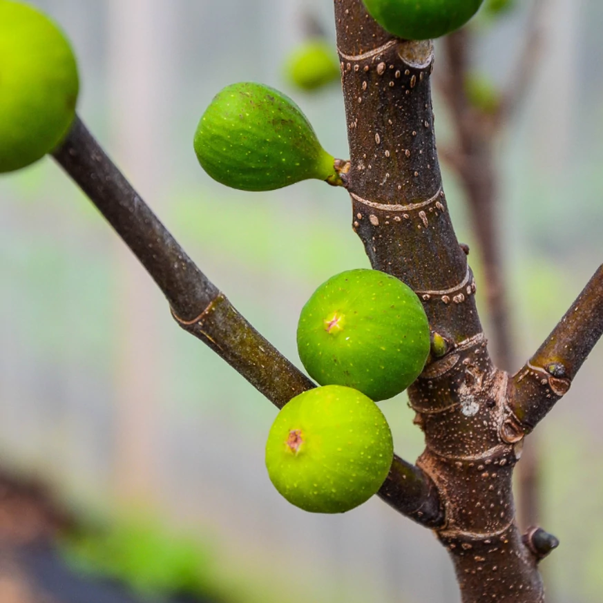 Ficus carica Bagladi K3 -  Füge