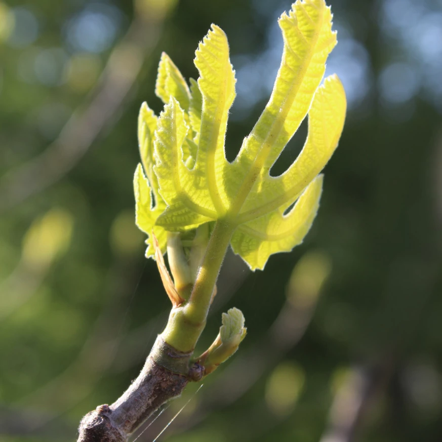 Ficus carica Bagladi K3 -  Füge