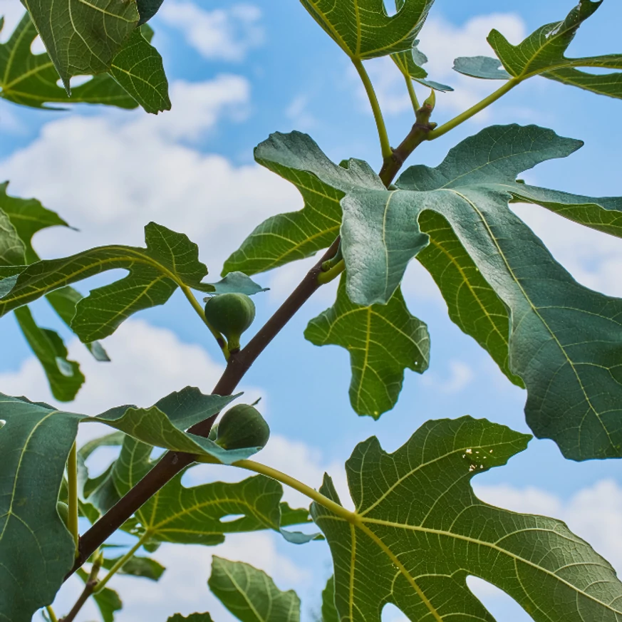 Ficus carica Bagladi K3 -  Füge
