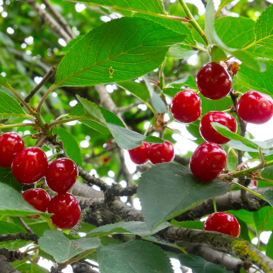 Prunus cerasus Érdi jubileum K5,6 - Szabadgyökerű meggy