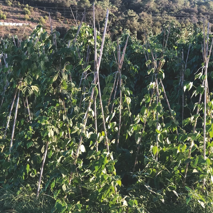 210 cm-es bambusz termesztő karó alkalmazása a veteményes kertben.