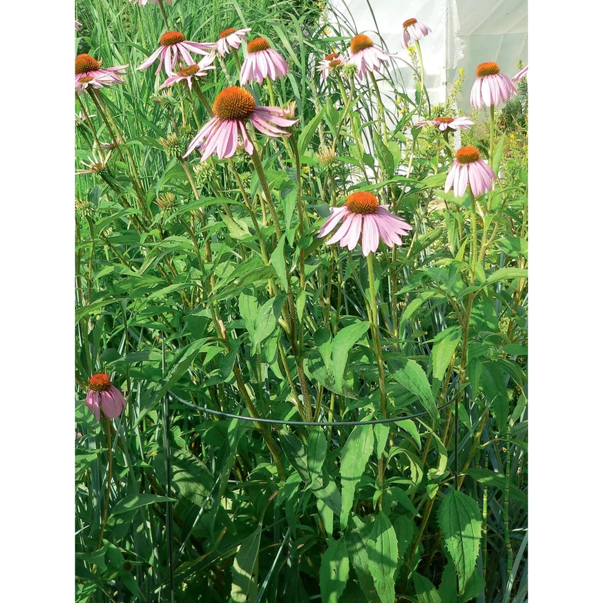 A CHELSEA félkör alakú növénykaró tökéletes választás az évelőágyásokba.