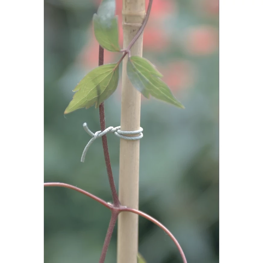 R-FIX kötöző alkalmazása futónövények rögzítésénél.