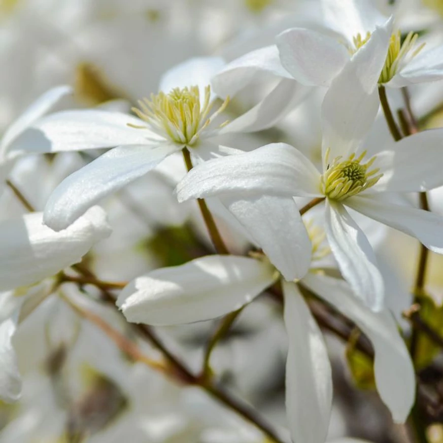 Clematis armandii CS15 - Örökzöld iszalag