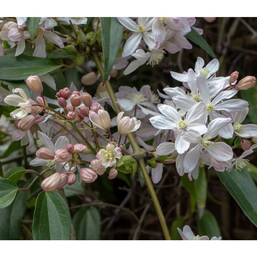 Clematis armandii CS15 - Örökzöld iszalag