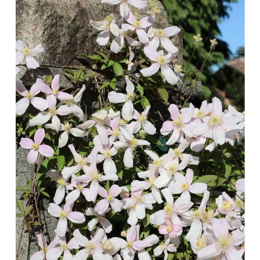 Clematis armandii CS15 - Örökzöld iszalag