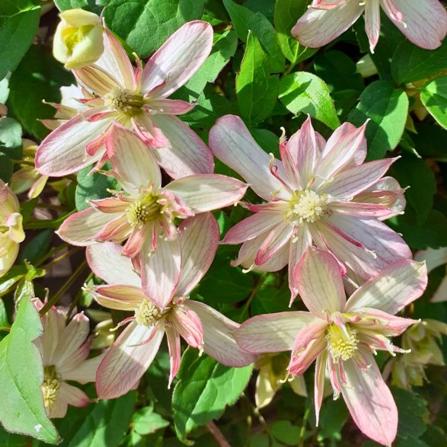 Clematis montana Majorie különleges telt virágai.