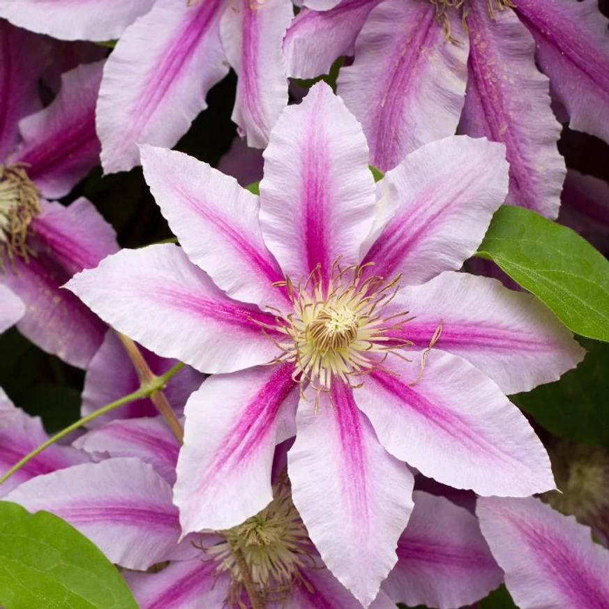 A Clematis rózsaszín virágú, mintás változata. 