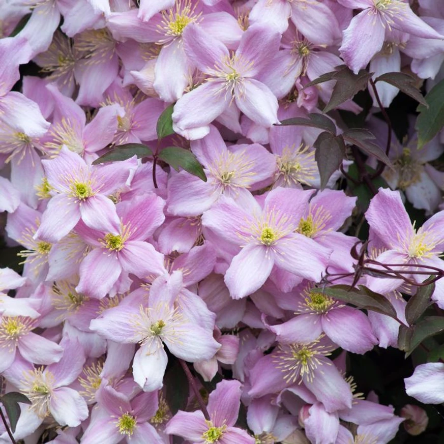 Valóságos virágtengert hozhatsz létre a Clematis montana növénnyel.