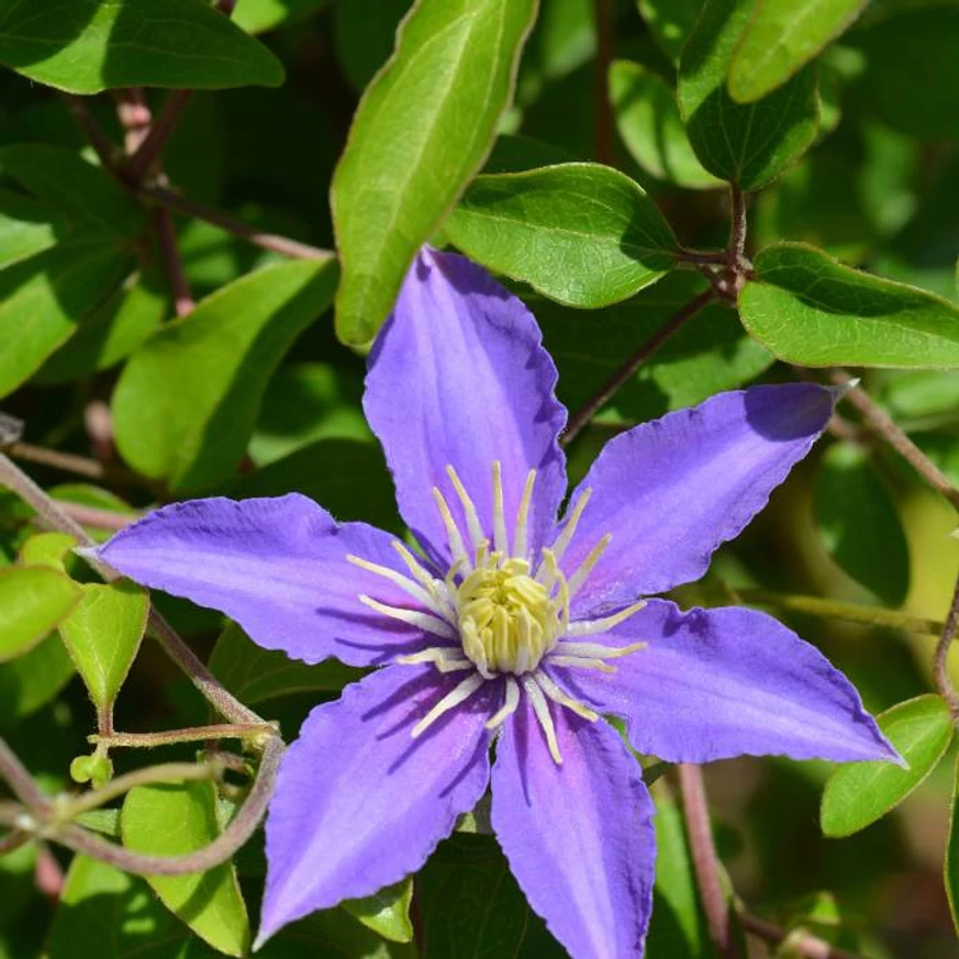 A Clematis viticella Justa kék virága.