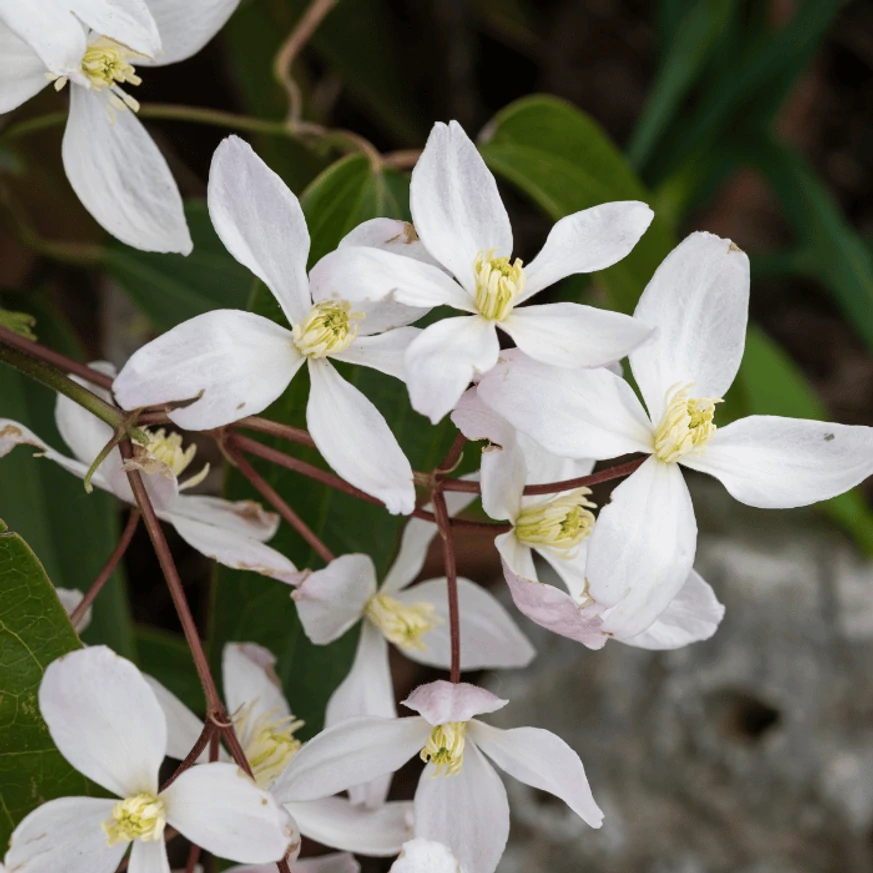 Clematis montana Wilsonii fehér virágai.