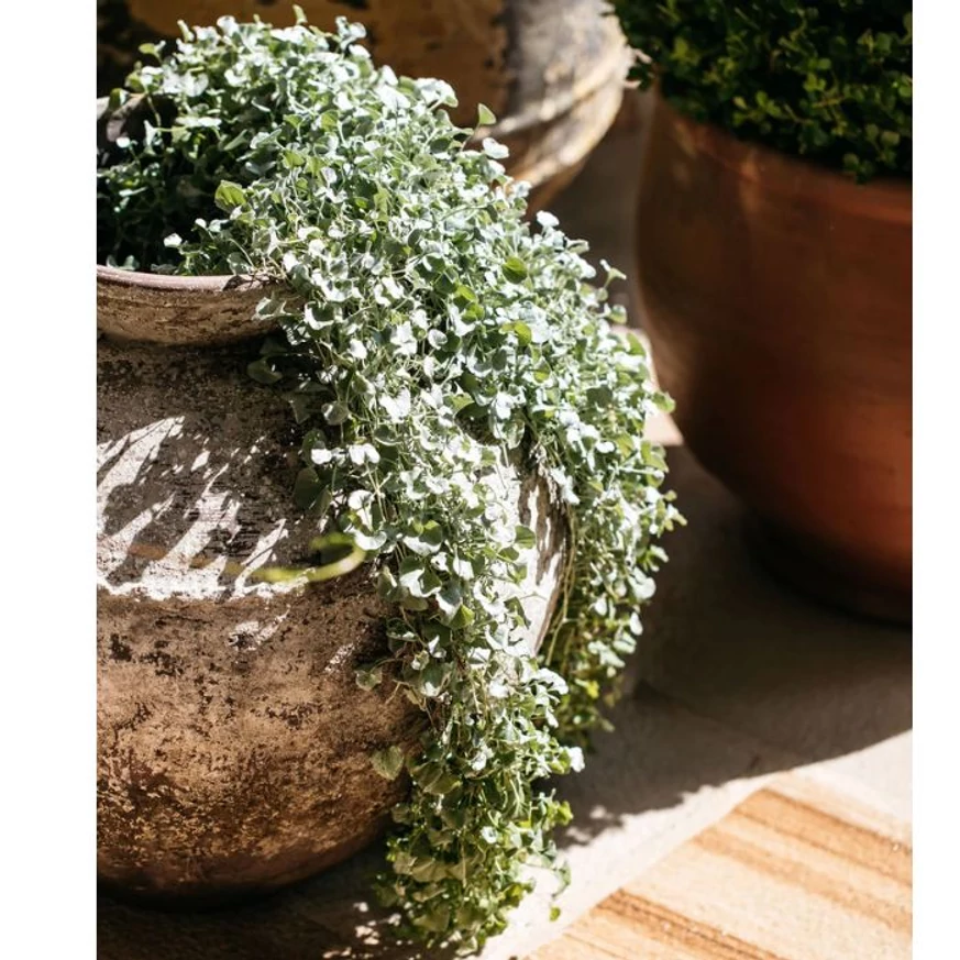 A Dichondra Silver Falls pázsitszulák egy csodás kőkaspóban.