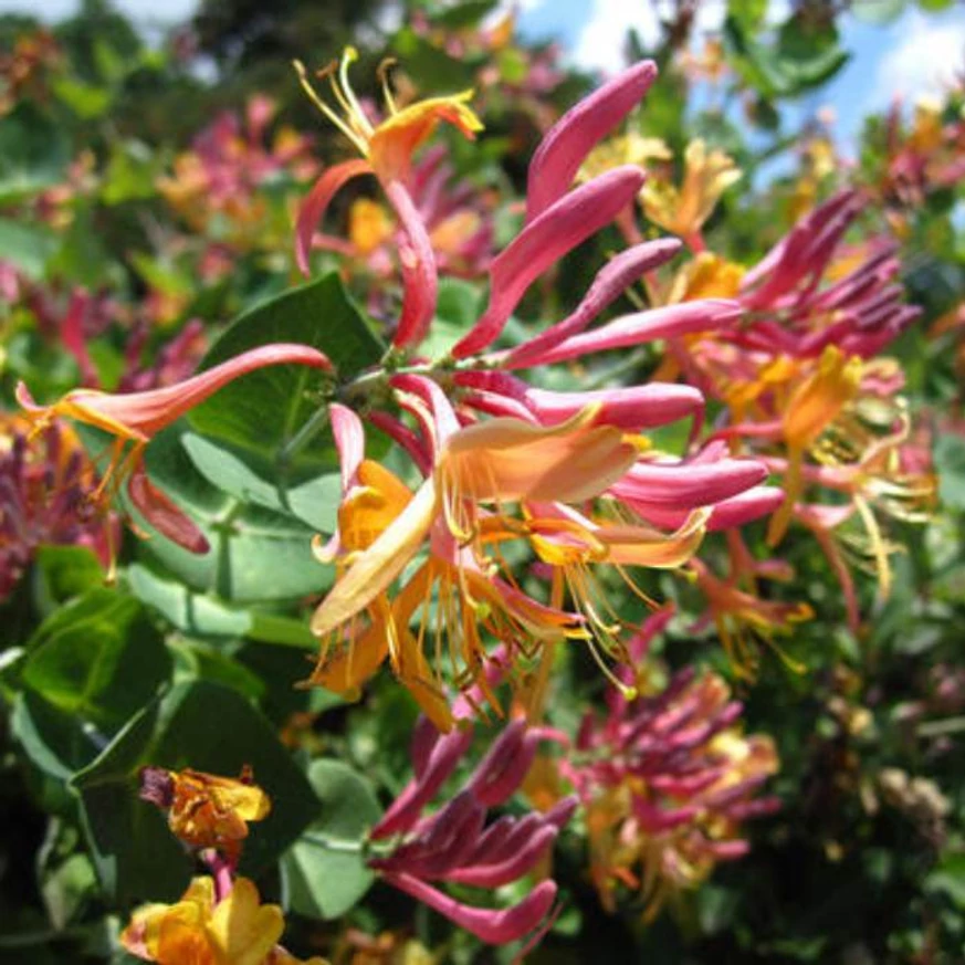 A Lonicera heckrottii Goldflame teljes virágzásban.