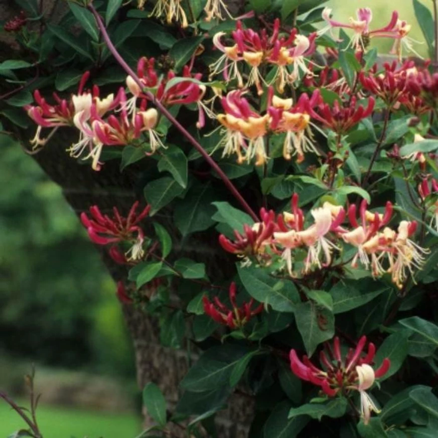 A Lonicera japonica Red World virágzása.