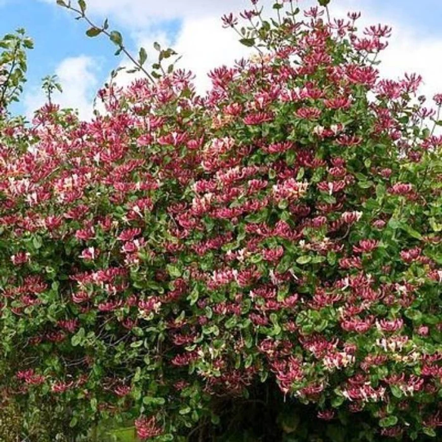 A Lonicera periclymenum Belgica teljes virágzásban.