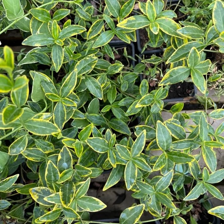 Vinca minor CS9 - Sárgatarka meténg