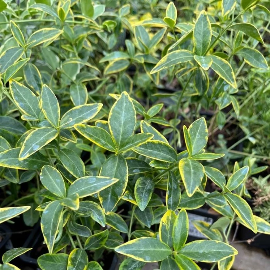 Vinca minor CS9 - Sárgatarka meténg