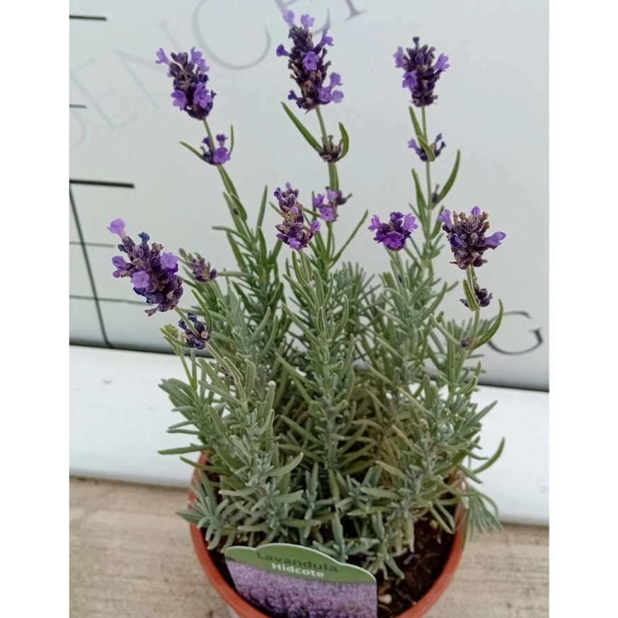 Lavandula angustifolia Hidcote - Levendula
