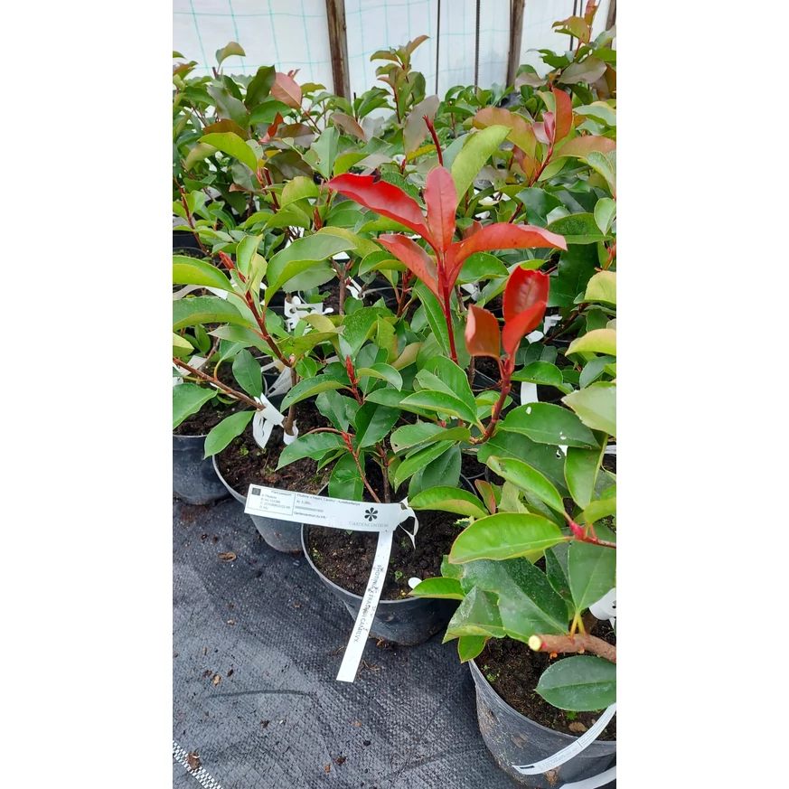 Photinia  x fraserii Camilvy K2 - Korallberkenye