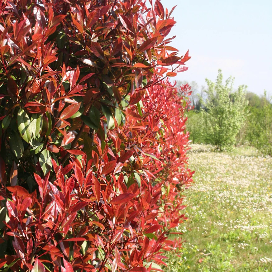 Photinia  x fraserii Camilvy K2 - Korallberkenye