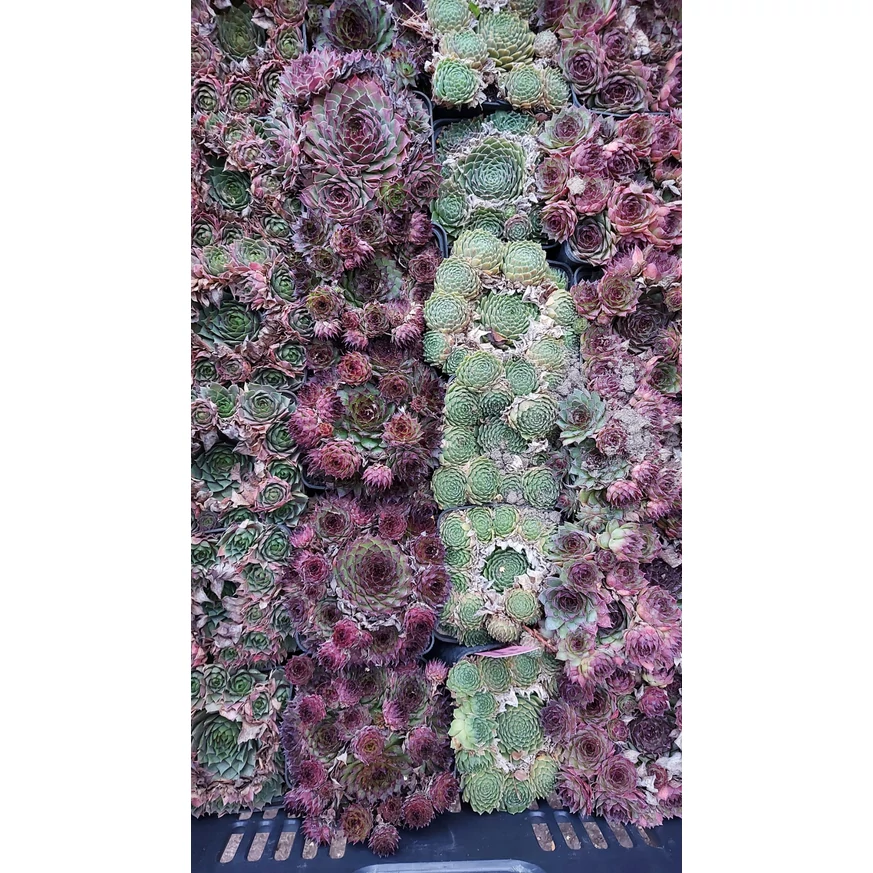 Több féle színű Sempervirum species.