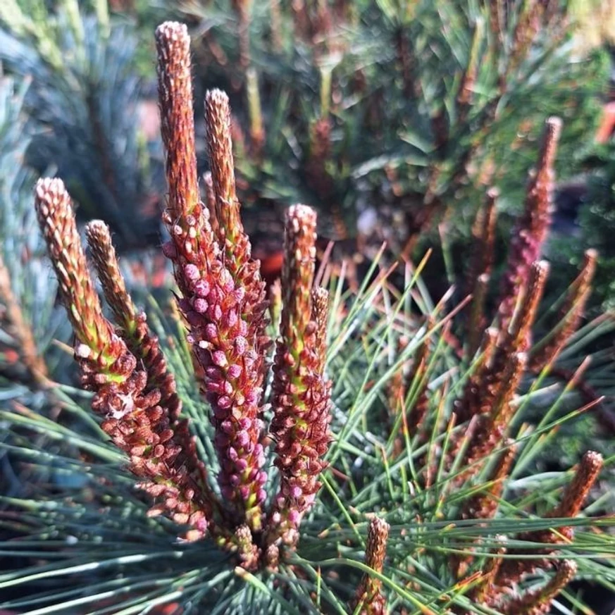 Pinus densiflora Tanyosho Compacta közelről májusban.