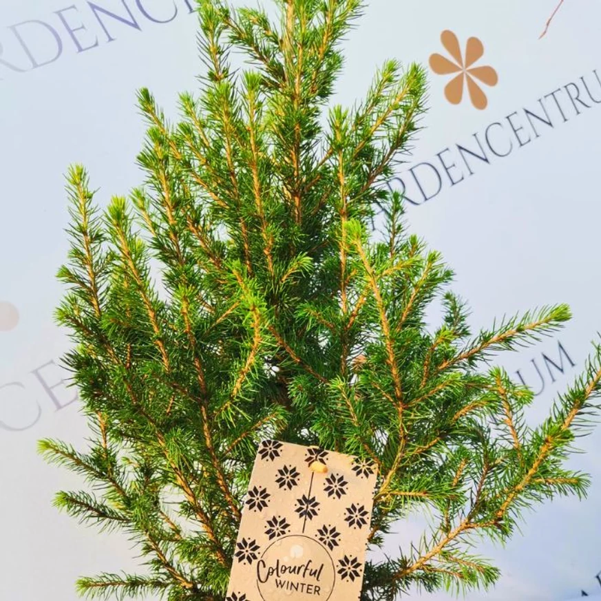A Picea glauca növényünk kinézete kertészeti telephelyünkön.