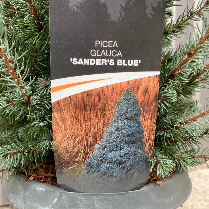 Picea glauca Sander's Blue, kék cukorsüvegfenyő.