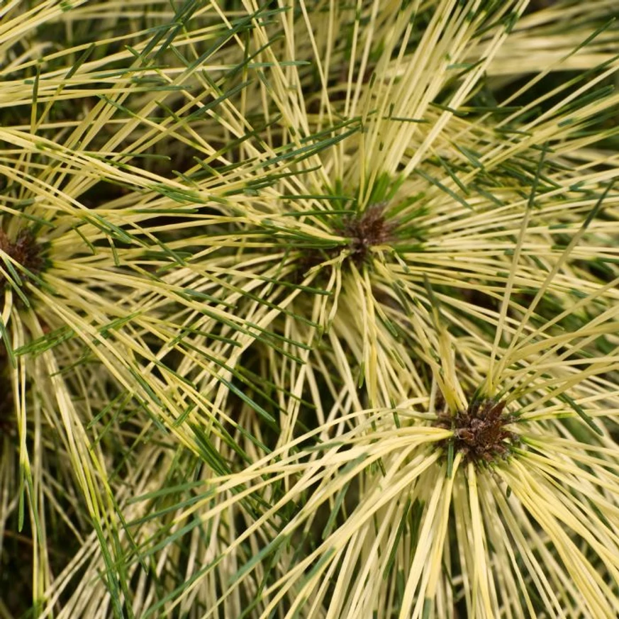 Pinus densiflora Rainbow japán erdeifenyő színjátszós tűlevelei.