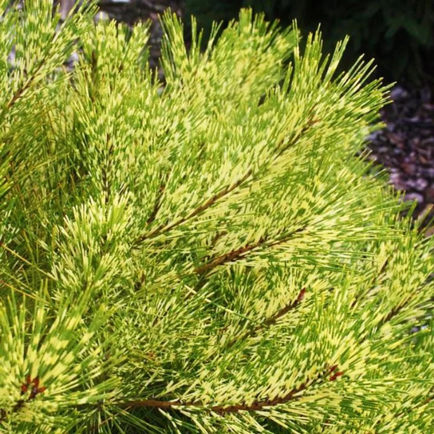 Pinus densiflora Rainbow japán erdeifenyő habitusa, színe és tűlevelei.