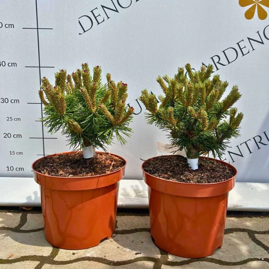 Pinus mugo Benjamin - Havasi törpefenyő